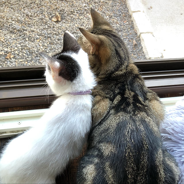 窓と猫の物語2021withYKKAP/猫のいる暮らし/ねこのいる風景/ねこのいる日常/リビングのインテリア実例 - 2021-11-13 19:24:03