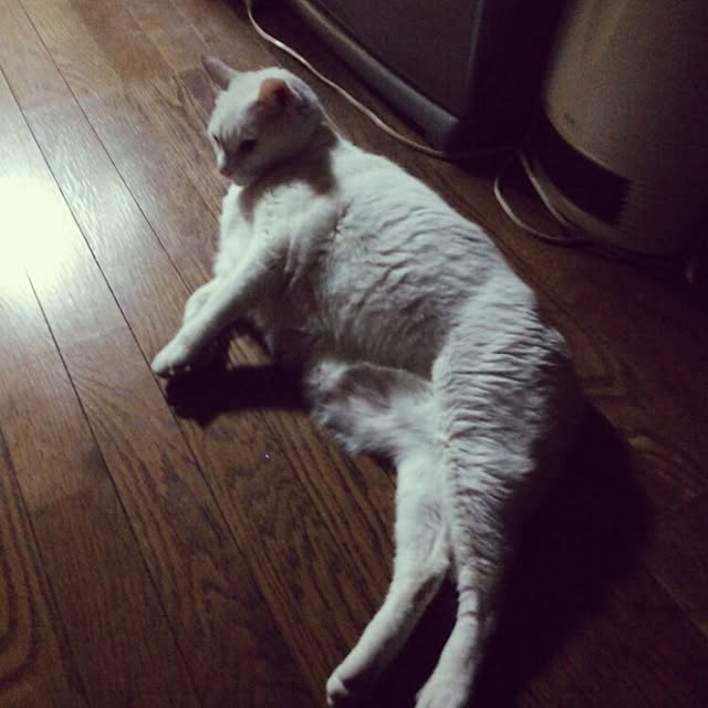 kamechanさんの実例写真