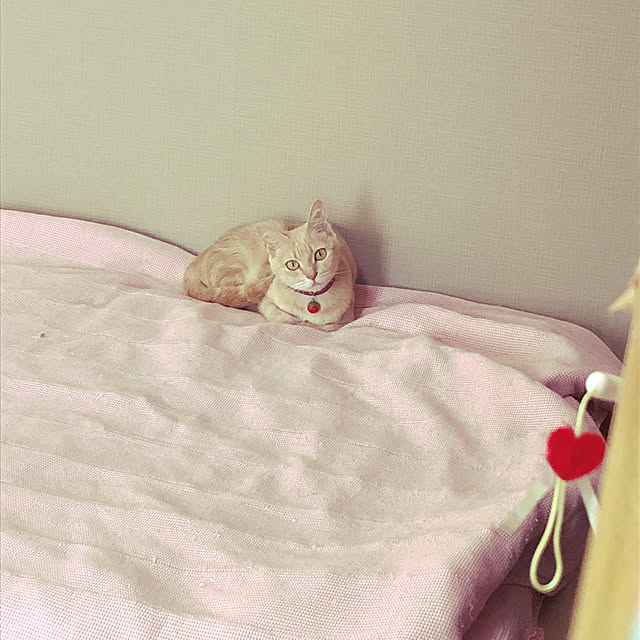 miyantasanさんの実例写真