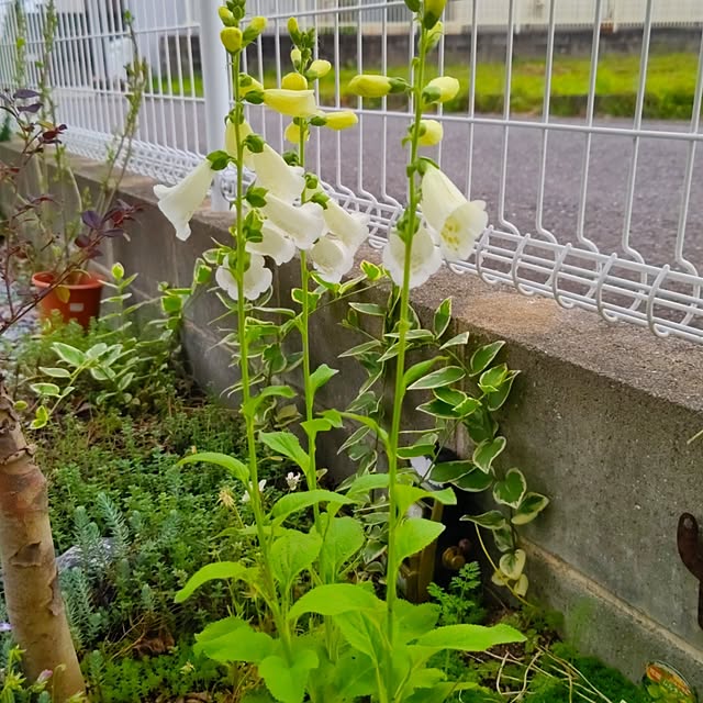 eriponさんの実例写真