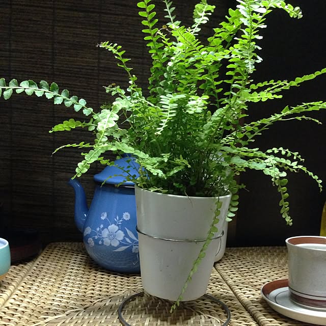 shujiさんの実例写真