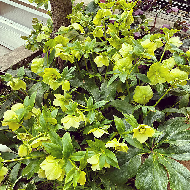 buchikoさんの部屋