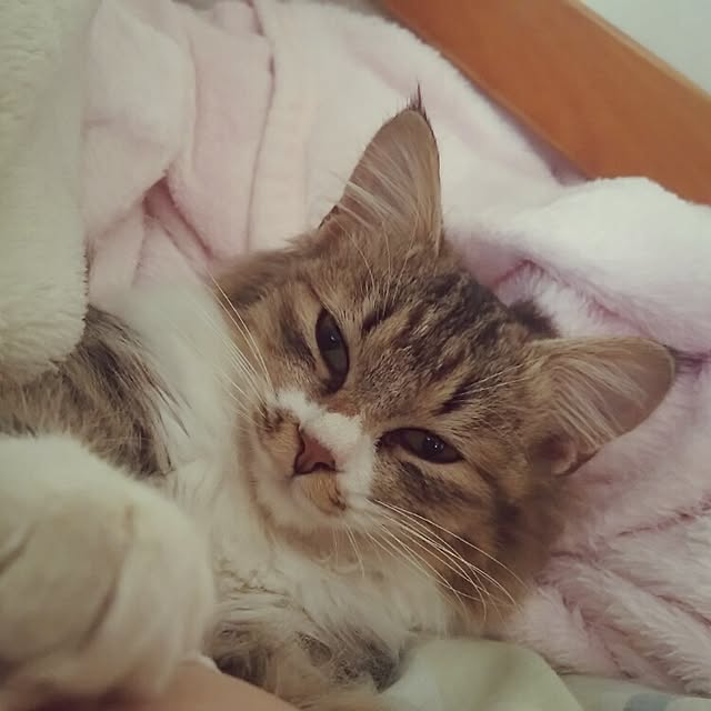 YUSUさんの実例写真