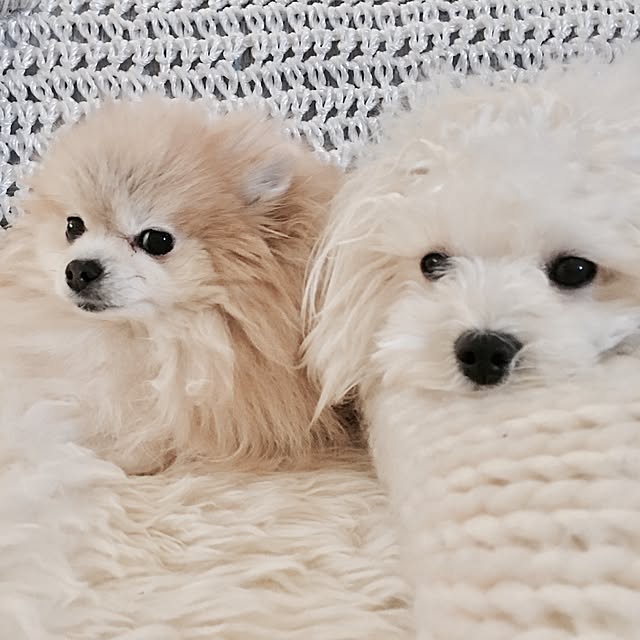 Mopmamaさんの実例写真