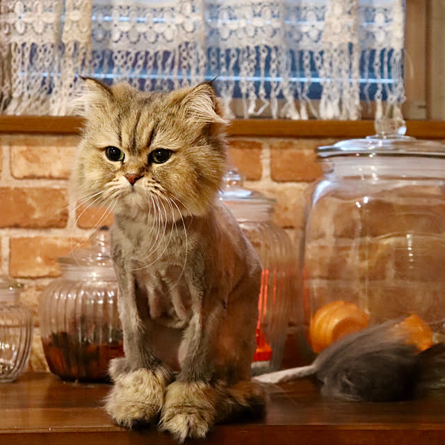 butachanさんの実例写真