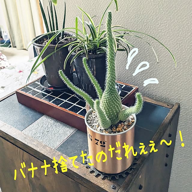 nippopoさんの実例写真