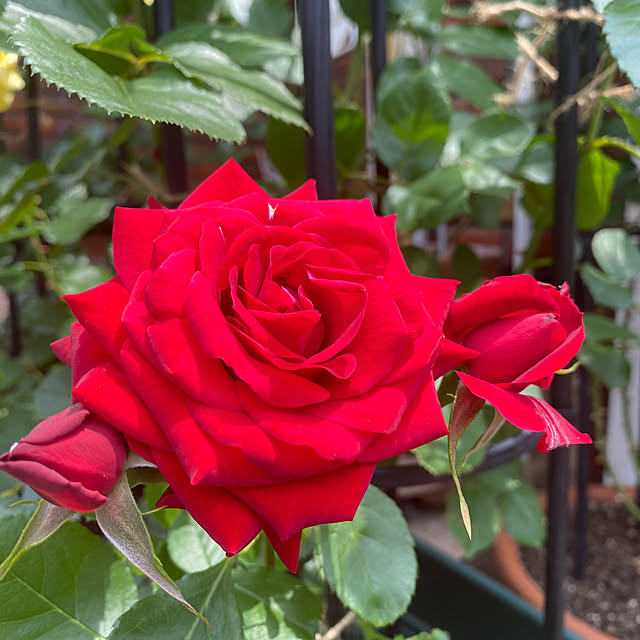 RoseLife5818さんの部屋