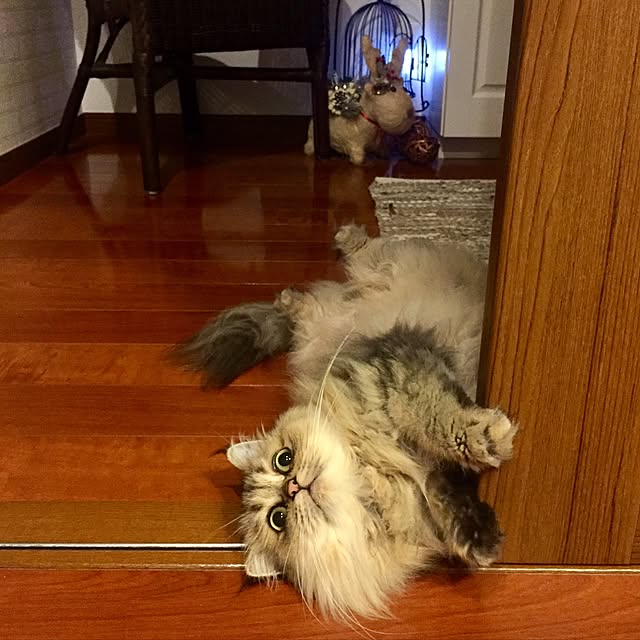 butachanさんの実例写真