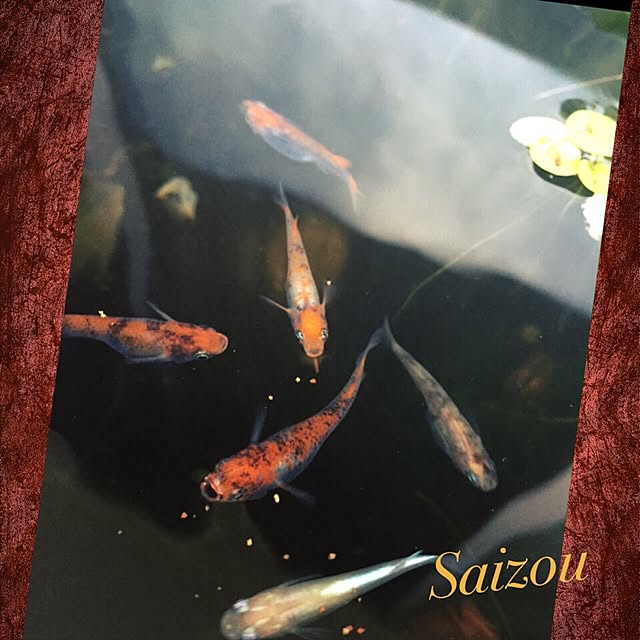 Saizouさんの実例写真