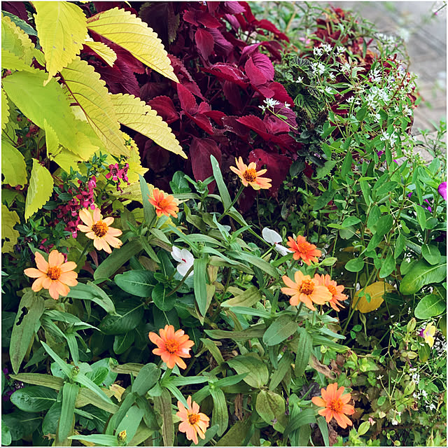 yukarin-gardenさんの実例写真