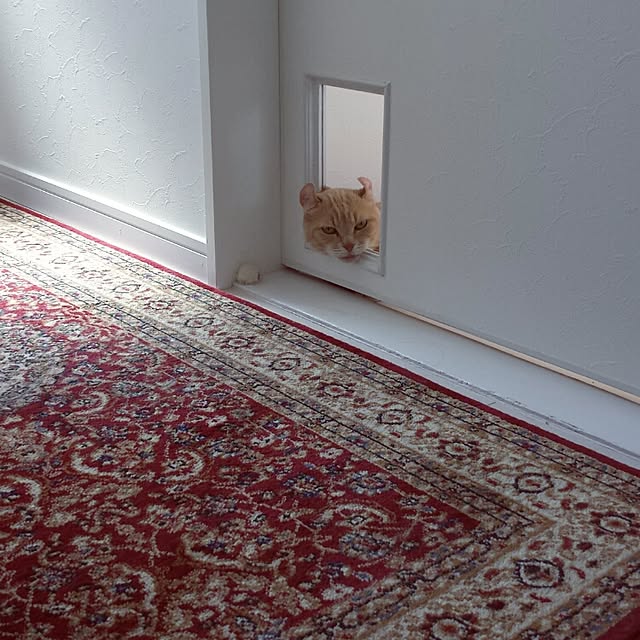 cottonさんの実例写真