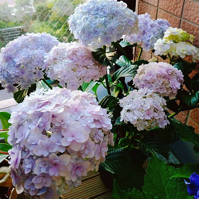 chiroさんの実例写真