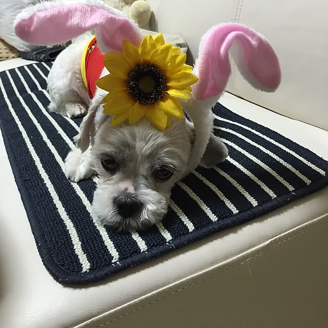 emiさんの実例写真