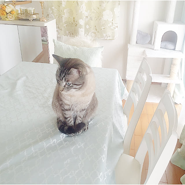 chieさんの実例写真
