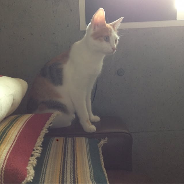 ziziguguさんの実例写真