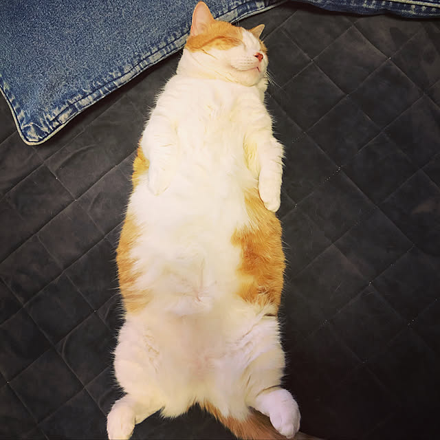 maoさんの実例写真