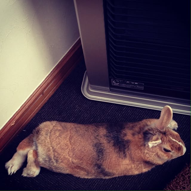kinokoさんの実例写真