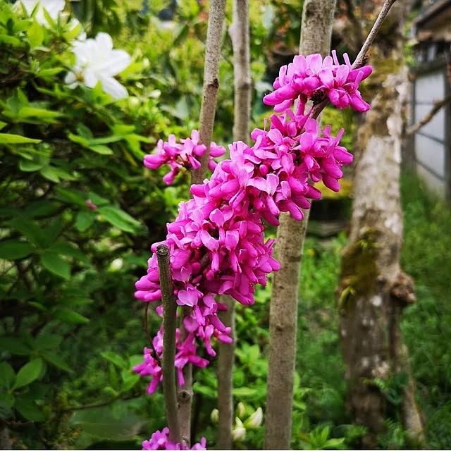 ku-garnet18さんの部屋