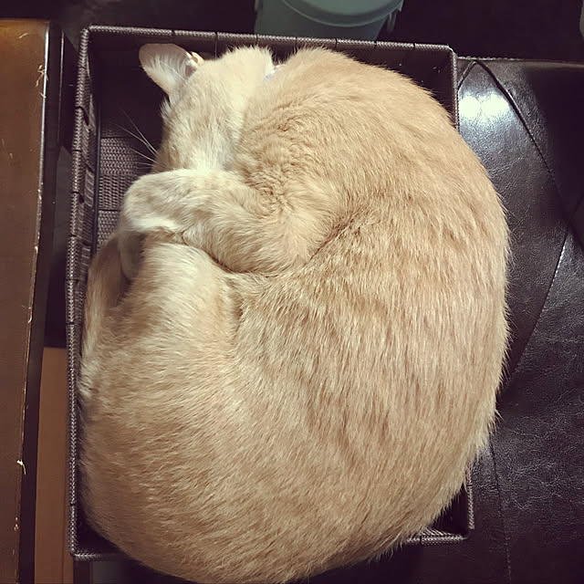mikan161さんの実例写真