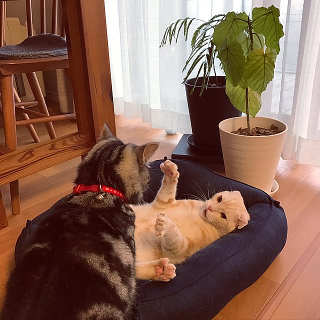 hiyupan88さんの実例写真