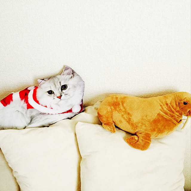 emergencyさんの実例写真