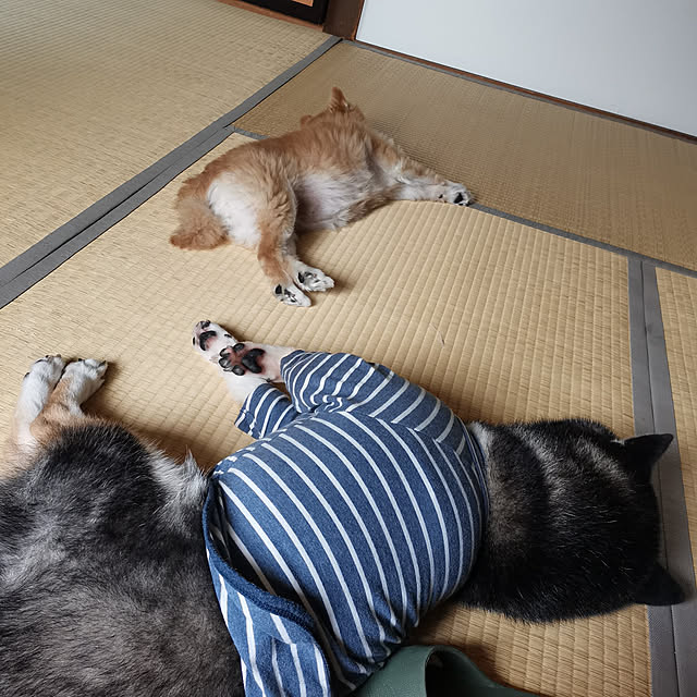 budoupanさんの実例写真