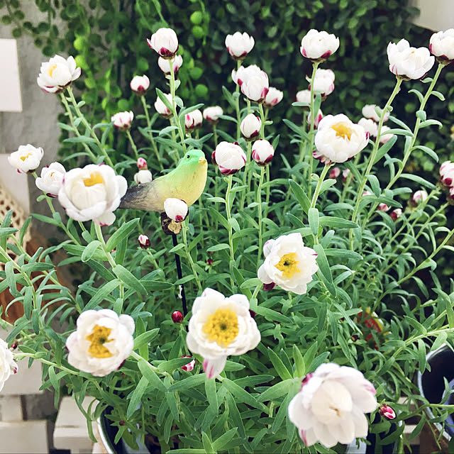 yukimaruさんの実例写真