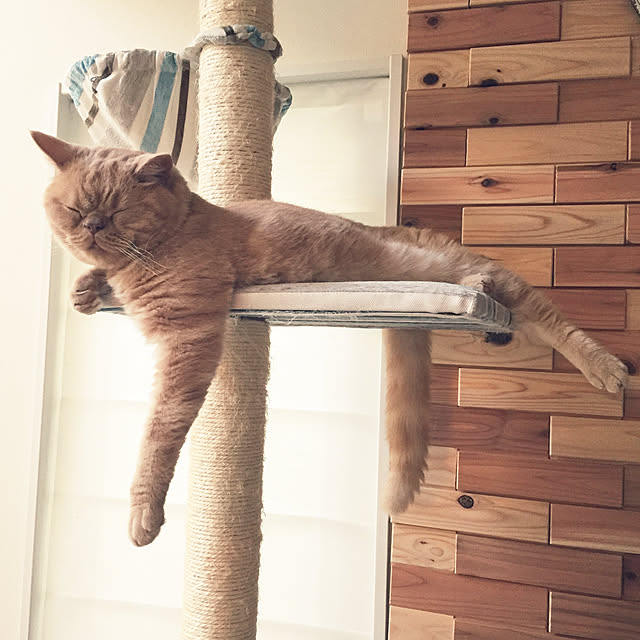 cocoさんの実例写真