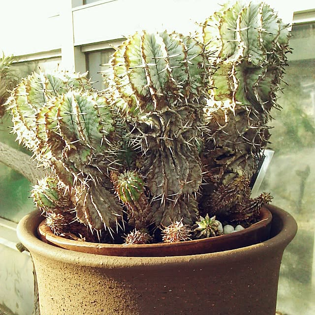 Plantexhibitionhallさんの実例写真