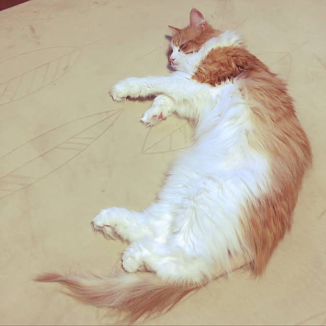 uchidaizuさんの実例写真