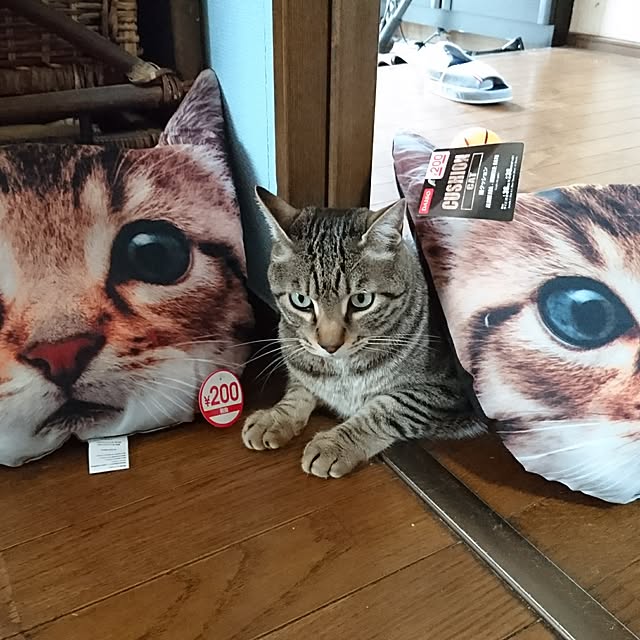 CHIBIさんの実例写真
