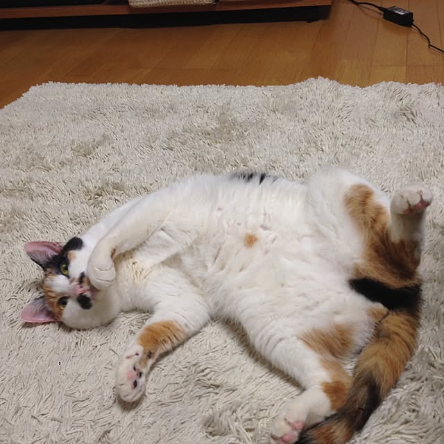 Kinanさんの実例写真