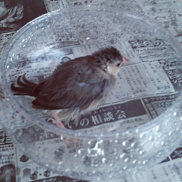 miiさんの実例写真