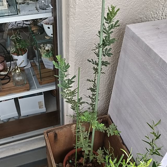 mi-saさんの部屋