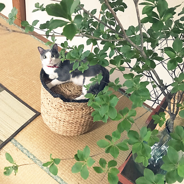 mucc08さんの実例写真