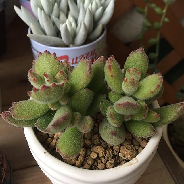 玄関/入り口/多肉植物のインテリア実例 - 2016-01-31 22:05:02