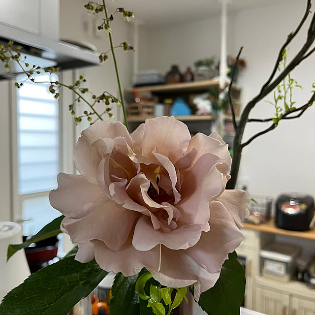 Danさんの部屋