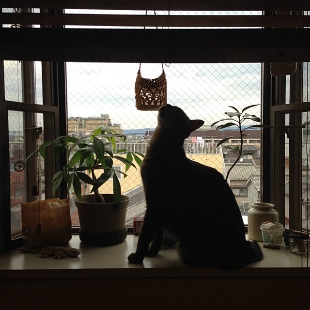 beansさんの実例写真