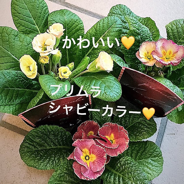mmrさんの実例写真