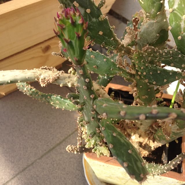 部屋全体/植物のインテリア実例 - 2014-07-04 05:17:40
