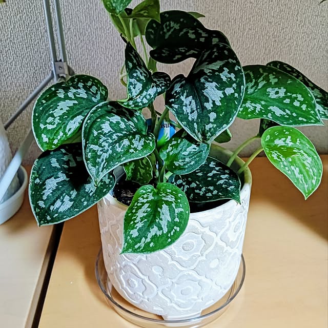 hanachanさんの部屋