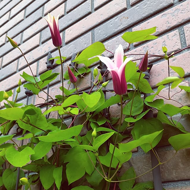 kiraさんの部屋