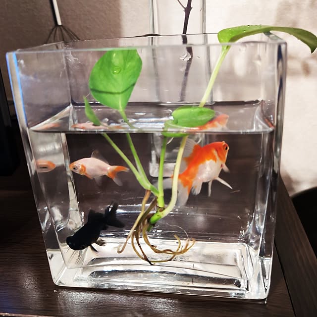 mikoさんの実例写真