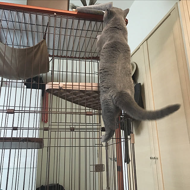kittyさんの実例写真