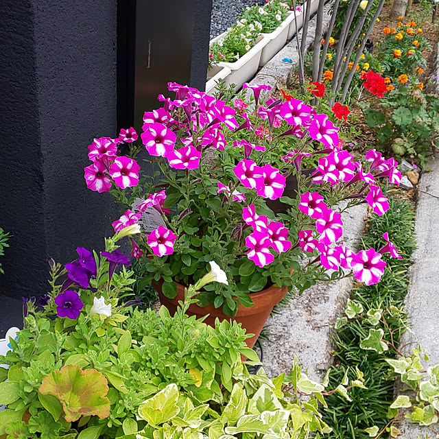 violetさんの実例写真