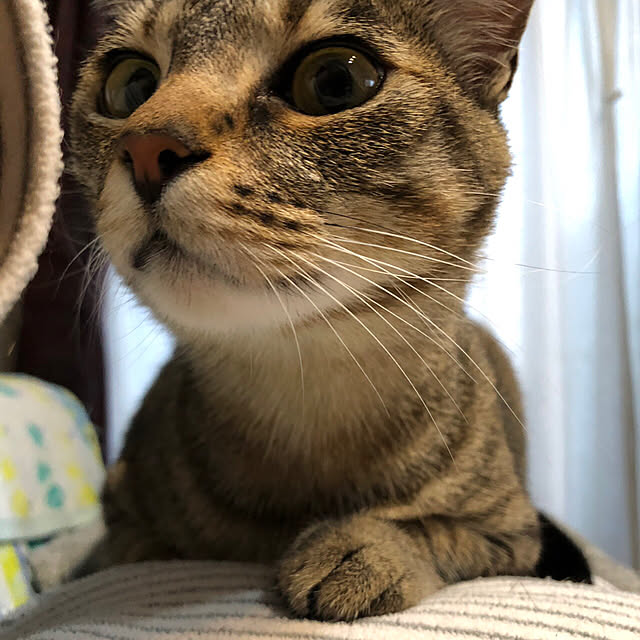 mikomaruさんの実例写真