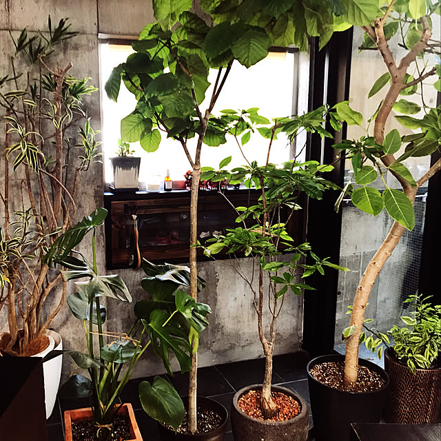 観葉植物/玄関/入り口のインテリア実例 - 2020-07-24 20:38:40