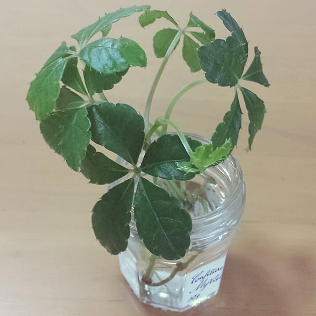 sugar_vineさんの実例写真