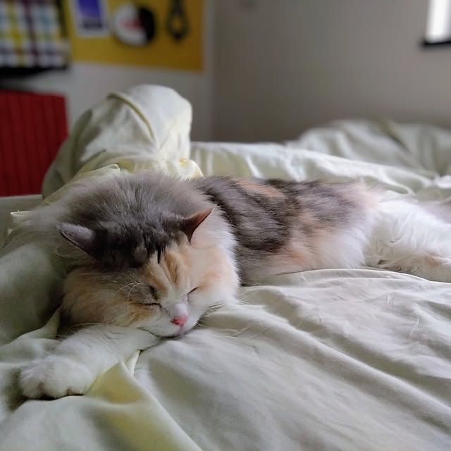 hiromi0302さんの実例写真