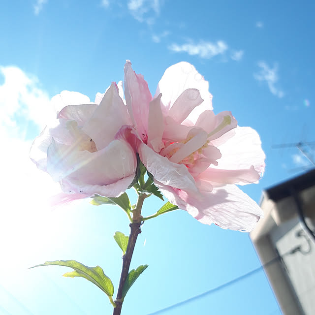 min_nimさんの実例写真